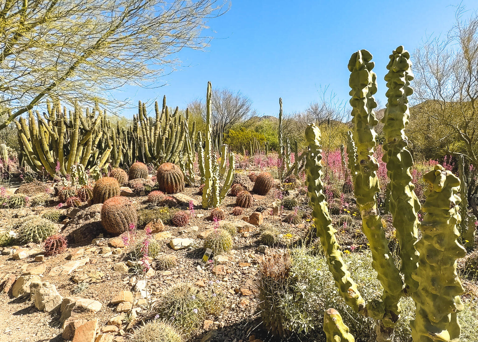 One Day in Saguaro National Park - Rock a Little Travel