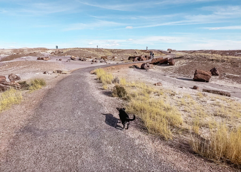 What to do in Petrified Forest